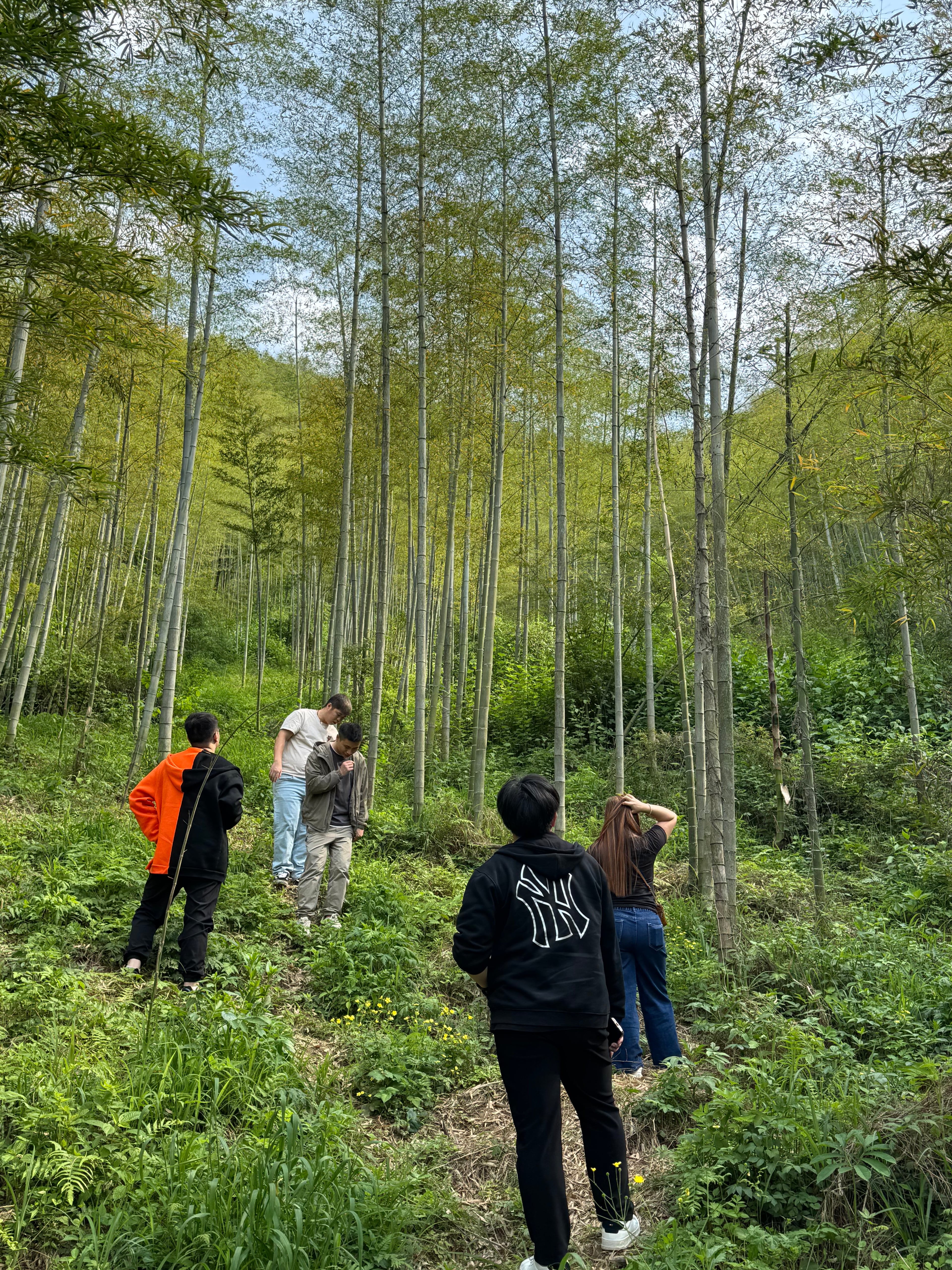 Company trip bamboo forest walk